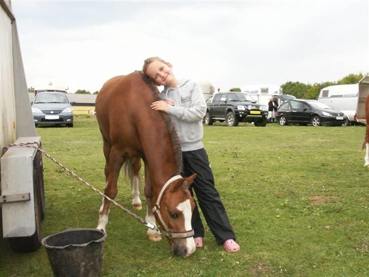 Welsh Mountain (sec A) Hunk - Solgt. billede 16