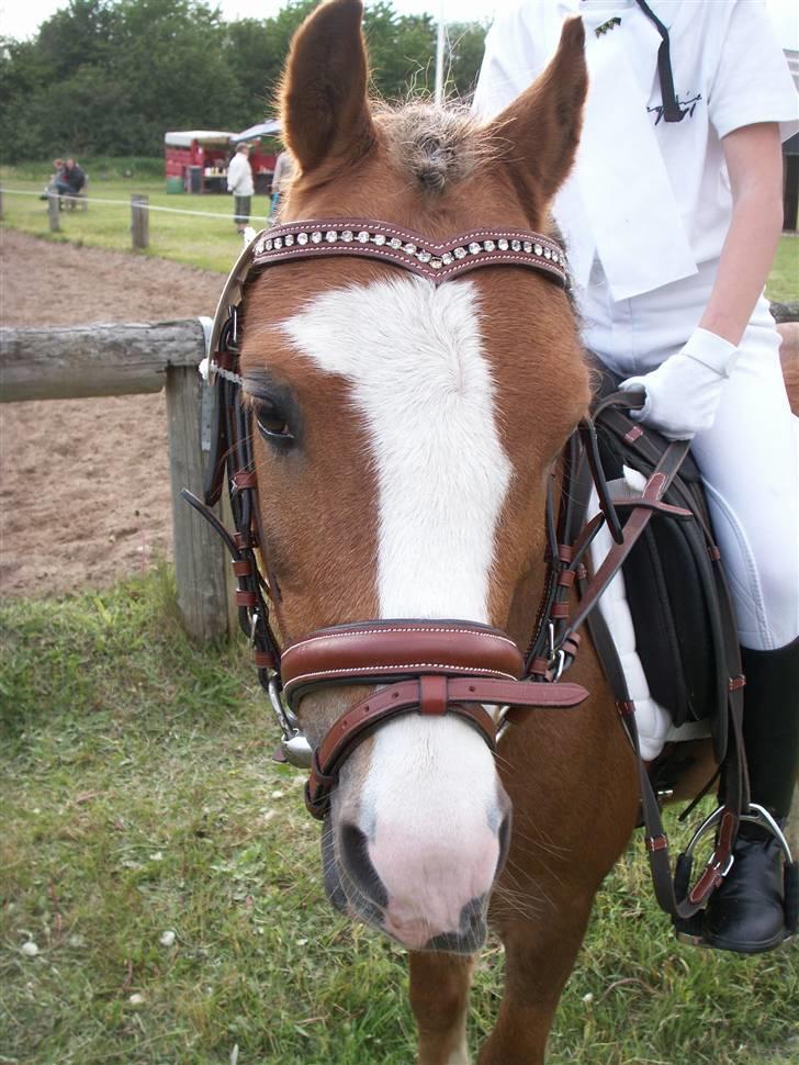 Welsh Mountain (sec A) Hunk - Solgt. billede 17