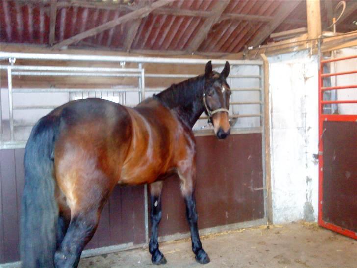 Anden særlig race flying maddie SOLGT billede 13