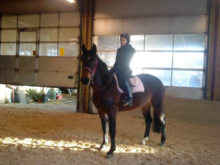 Anden særlig race flying maddie SOLGT billede 14