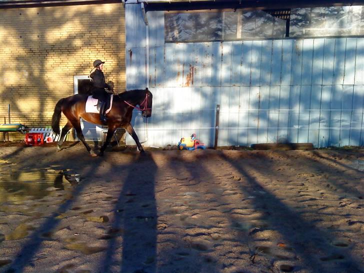 Anden særlig race flying maddie SOLGT billede 15