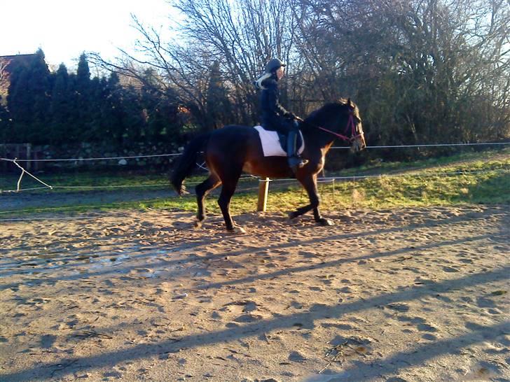 Anden særlig race flying maddie SOLGT billede 16