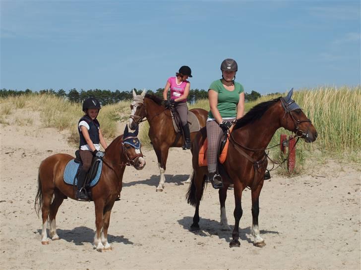 Welsh Mountain (sec A) Hunk - Solgt. billede 20