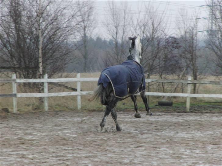 Holstener Cooper - Cooper leger NINJA:D billede 19