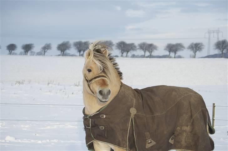 Fjordhest Athos - Bamsehesten ude i sneen den 23./12.-09 billede 16