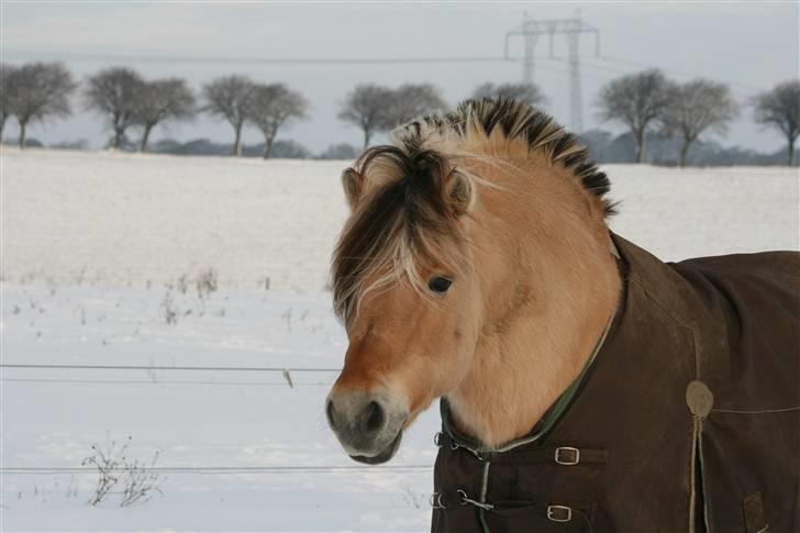 Fjordhest Athos - Bamsen ude i sneen den 23./12.-09 billede 17