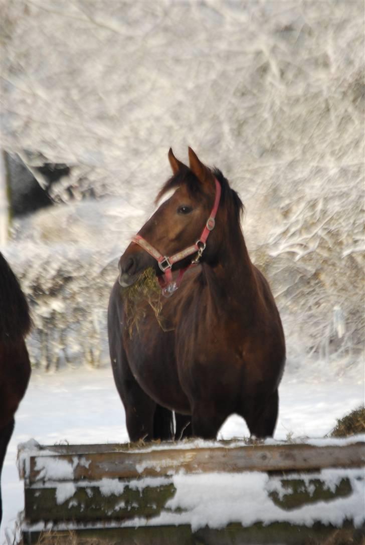 New Forest Elmholts Filicia billede 7