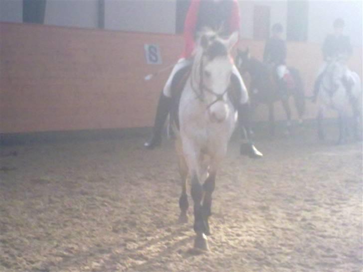 Anden særlig race Irish Spot billede 14