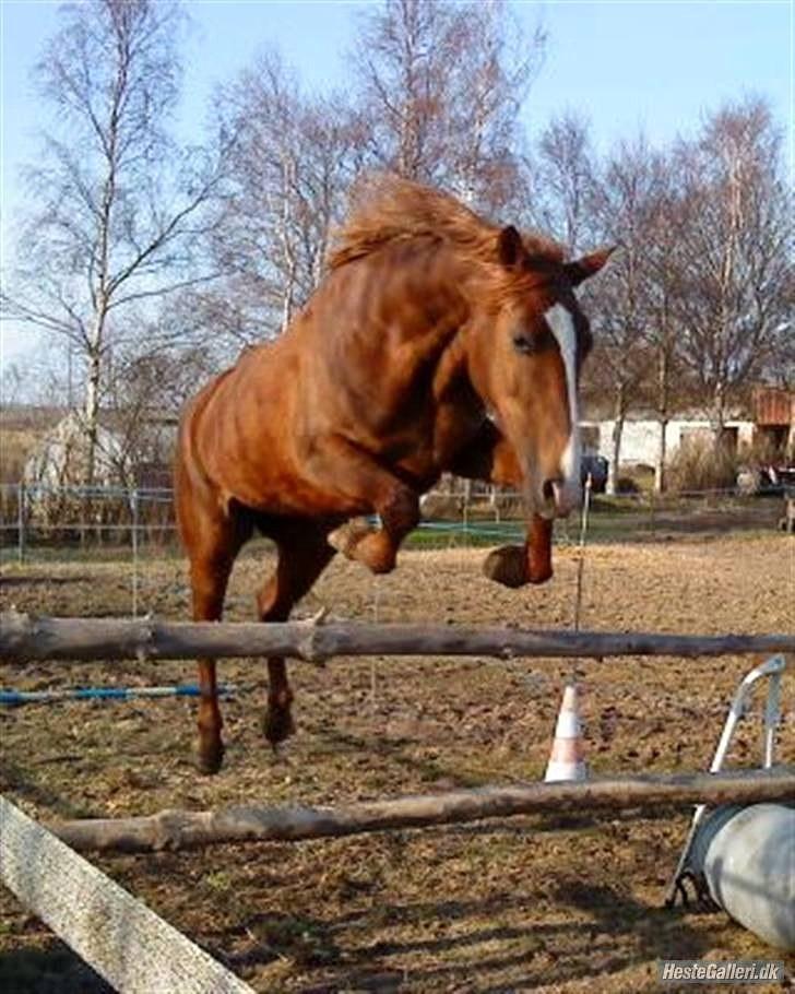 Hollandsk Varmblod ¨˜”°º• Rosa•º°”˜¨ Elsket & savnet. - ”To me, horses and freedom are synonymous.” billede 19