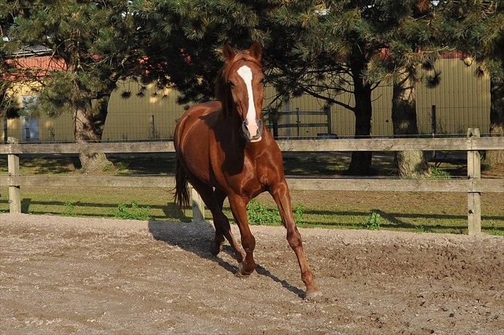 Hollandsk Varmblod ¨˜”°º• Rosa•º°”˜¨ Elsket & savnet. - Hvis Gud har skabt noget smukkere end hesten, har han beholdt det for sig selv.. billede 14