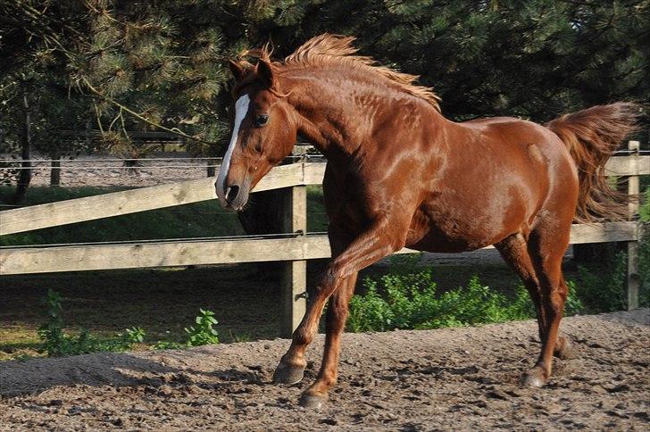 Hollandsk Varmblod ¨˜”°º• Rosa•º°”˜¨ Elsket & savnet. - You cast a spell on me.
You hit me like the sky fell on me <3 <3. billede 4