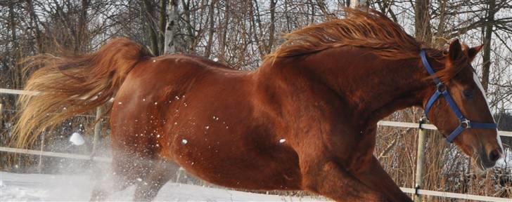 Hollandsk Varmblod ¨˜”°º• Rosa•º°”˜¨ Elsket & savnet. - For nogen er kærlighed bare et ord, og for nogle er det et mysterium, og for nogle andre er det had, men for mig er det bare dig.
. billede 10
