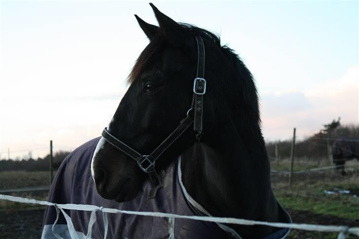 Anden særlig race SANTANA - Bøllemand! :D billede 12