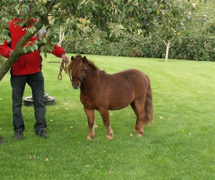 Shetlænder Nørbæks Tobber (solgt) billede 6