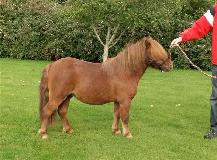 Shetlænder Nørbæks Tobber (solgt) billede 7