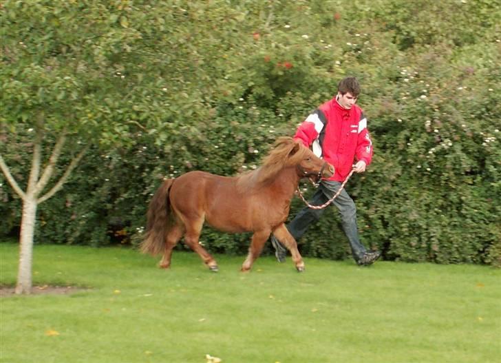Shetlænder Nørbæks Tobber (solgt) billede 8