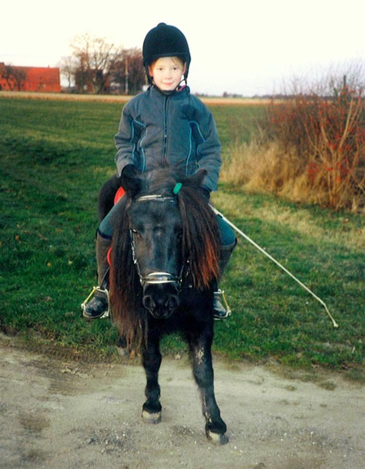 Shetlænder Morillo af Nørvang - Billedet taler for sig selv ;D  billede 18