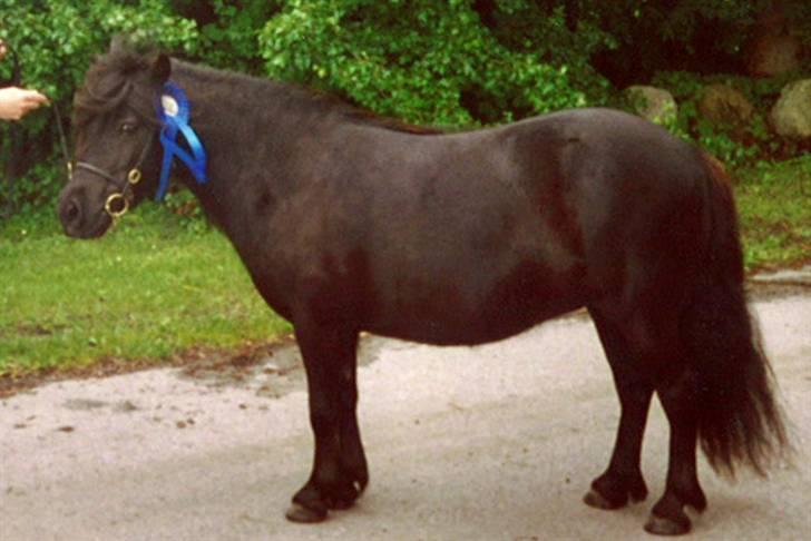 Shetlænder Morillo af Nørvang - Da hun blev kåret første gang...  billede 19