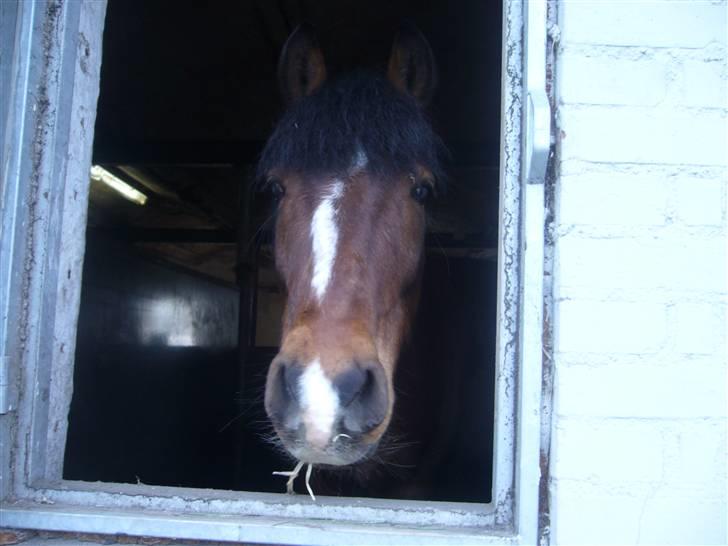 Anden særlig race Basil billede 4