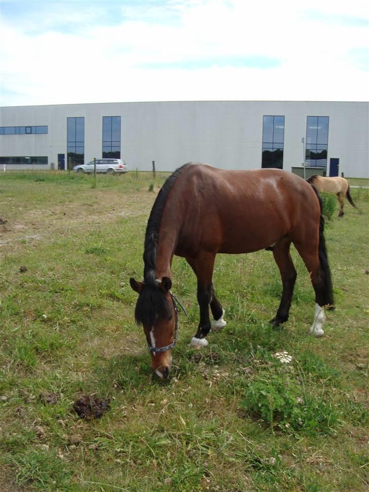 Anden særlig race Basil billede 5