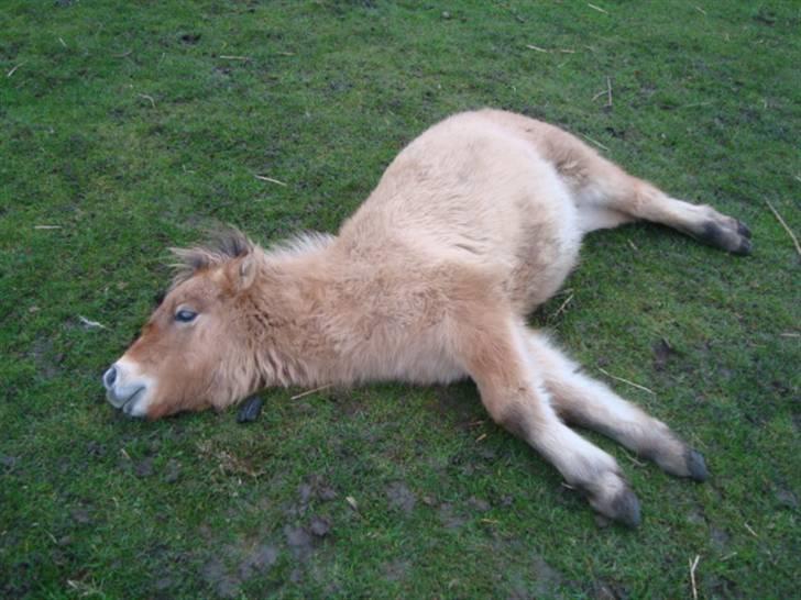 Miniature Mini Bandit - Jeg har lært Mini at lægge ned :D billede 12