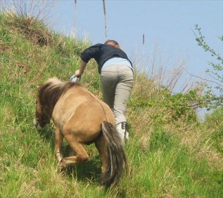 Miniature Mini Bandit - Bjergbestigerne Mini og Ane.  billede 13