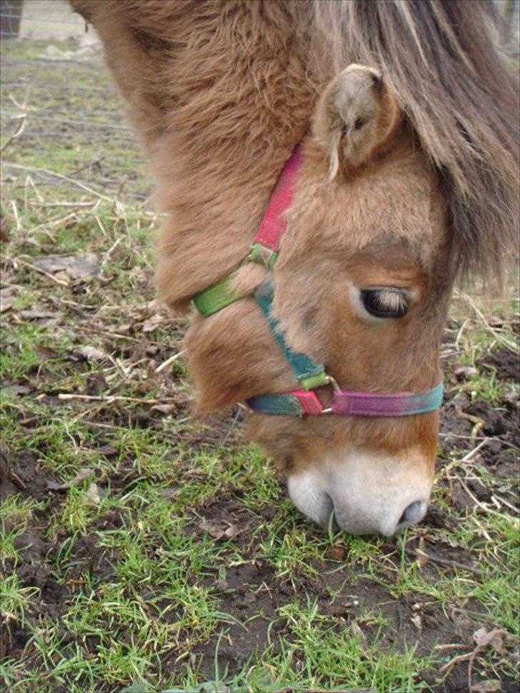 Miniature Mini Bandit - Taget d 11-02-2011 ;) billede 16