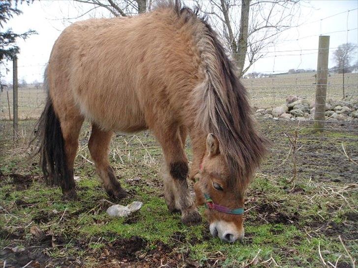 Miniature Mini Bandit - Taget d 11-02-2011 :) billede 17