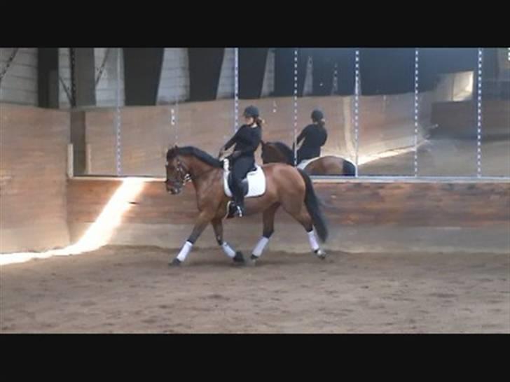 Dansk Varmblod Storgårdens Rosalia billede 3