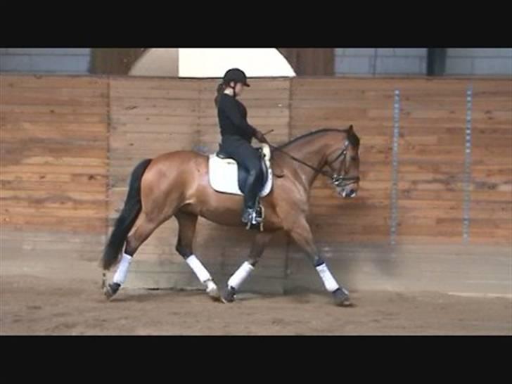 Dansk Varmblod Storgårdens Rosalia billede 4