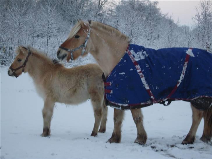 Fjordhest Mekado billede 9