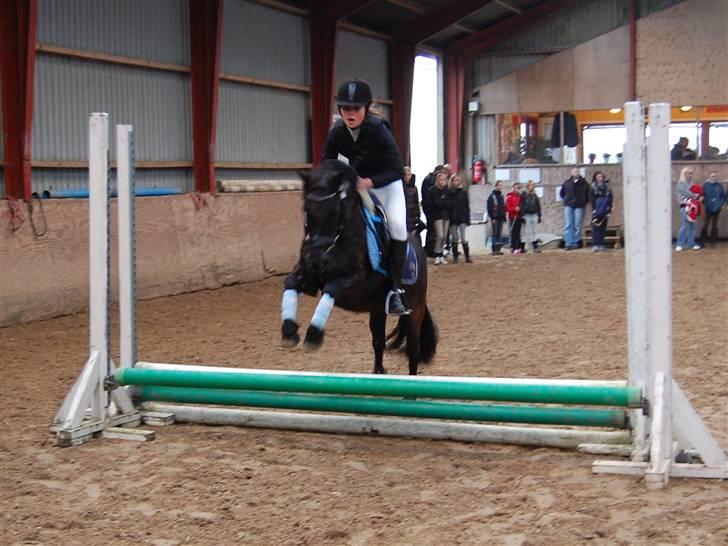 Welsh Mountain (sec A) Tarzan  - Stævne i hylke, opvarminig!:D billede 19