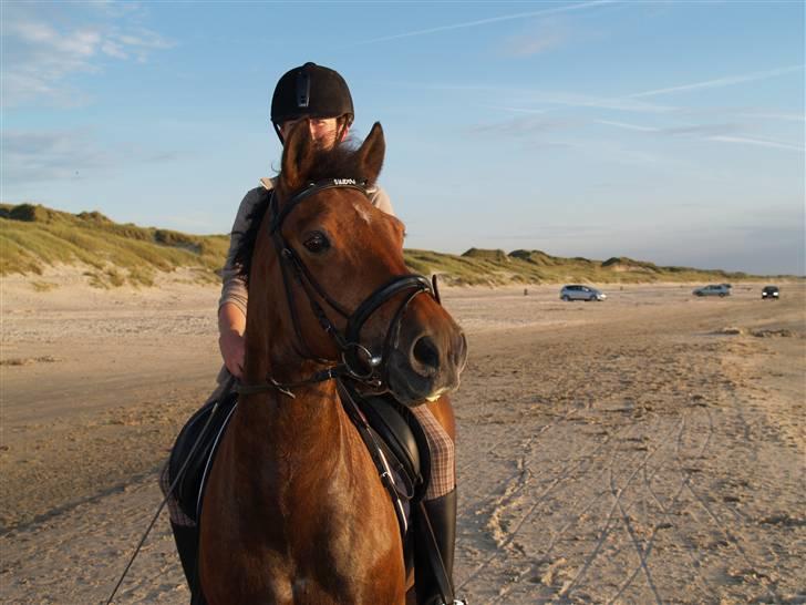 Anden særlig race Shadow - Ved vesterhavet :D billede 13