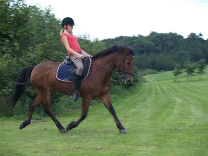 Anden særlig race Shadow billede 15