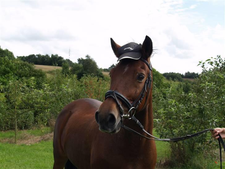 Anden særlig race Shadow - Nu med kasket q; billede 16