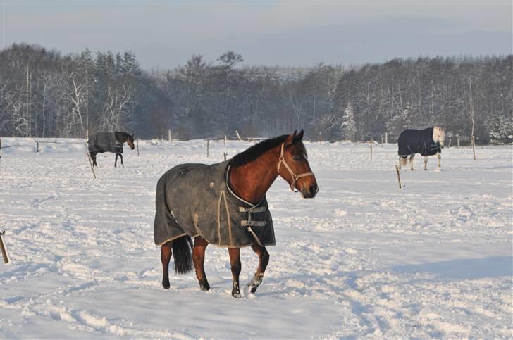 Anden særlig race Vestervangs Ib  - Smukke Ib over snelandskabet :) billede 2