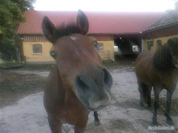 Anden særlig race Shadow billede 20