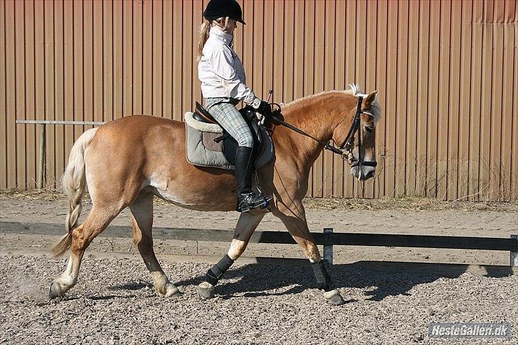 Tyroler Haflinger Kiwi - Kiwi dressur træning 2011. Foto: Mor. billede 6