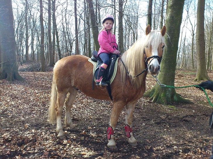 Tyroler Haflinger | Arkibal RIP - 3 April 2011: Min lille søster på tur med Arkibal. billede 3