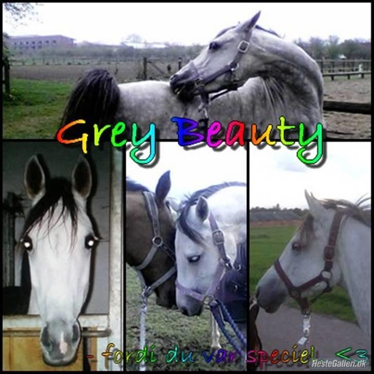 Anden særlig race Grey Beauty... DØD... :'( - du er squ så pisse dejlig!!<3;* billede 14