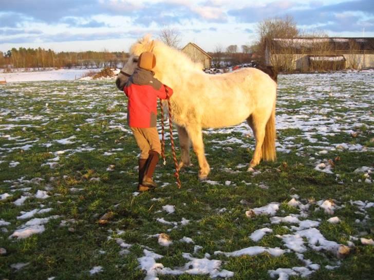 Islænder Gloa fra Bjørnhøj - os to<3<3<3<3<3<3<3 billede 8