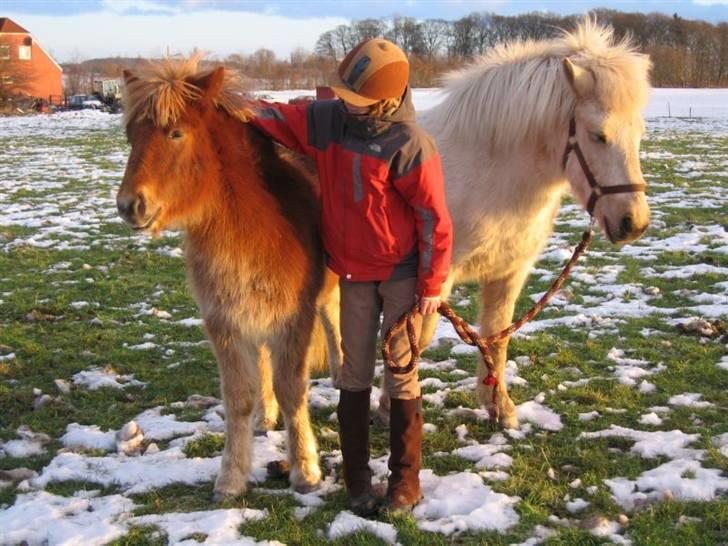 Islænder Gloa fra Bjørnhøj - Træ kløveren igen<3<3<3< :)  ;) billede 11