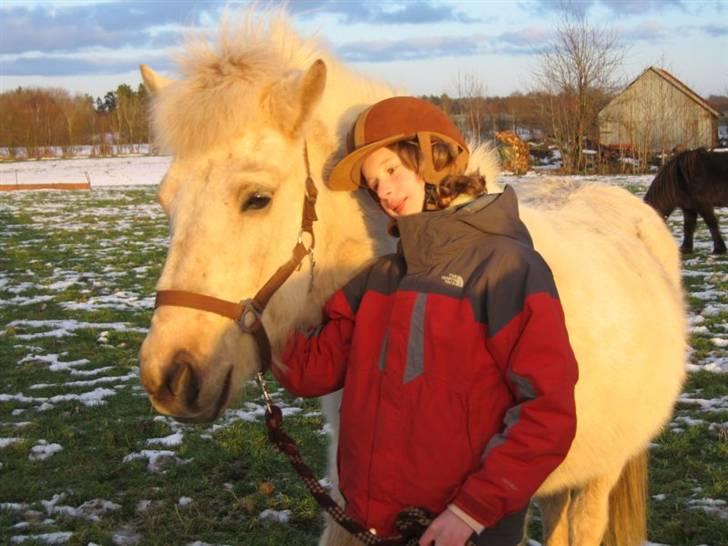 Islænder Gloa fra Bjørnhøj - hej  billede 12