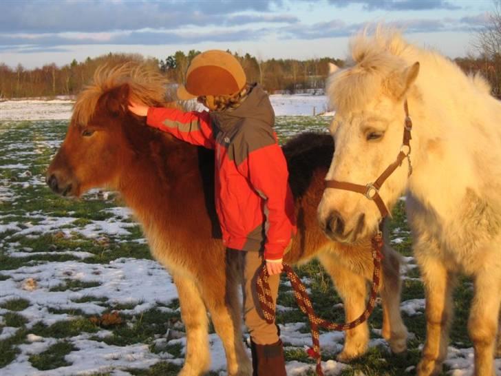 Islænder Gloa fra Bjørnhøj - Hallo?<3<3<3<3<3<3 billede 13