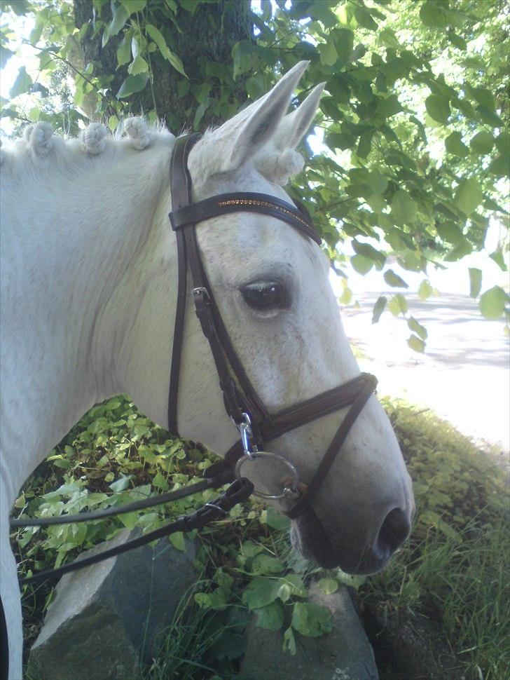 Anden særlig race Mister Elvis *solgt* - velkommen til Elvis´s profil :D <3 billede 1