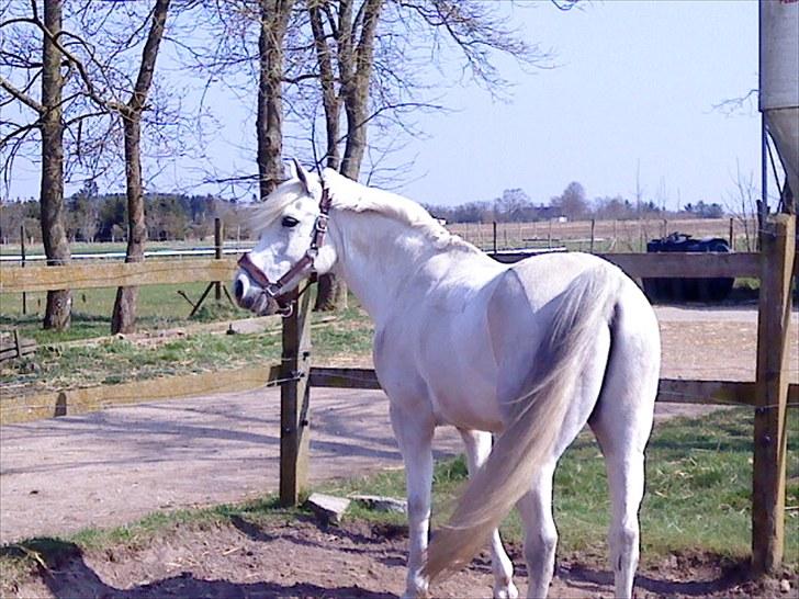 Anden særlig race Mister Elvis *solgt* - lidt fotomodel må man vel være :D (Elvis på ridelejer i midtjyske) billede 2