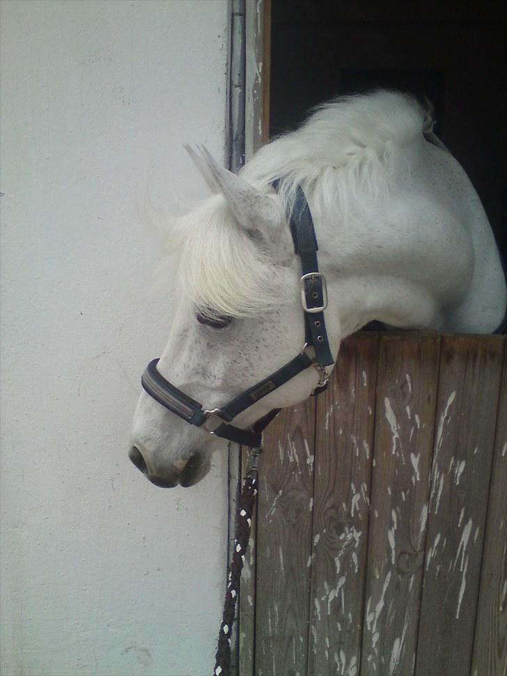 Anden særlig race Mister Elvis *solgt* billede 3