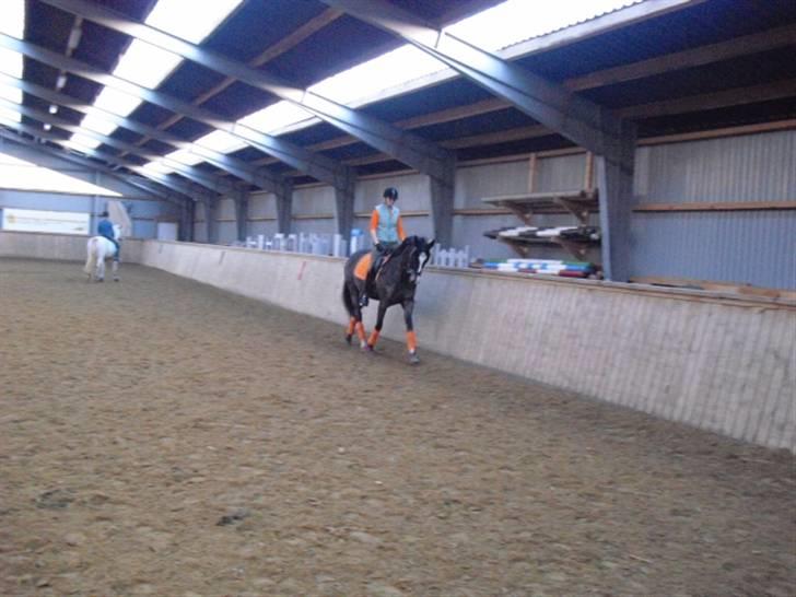 Dansk Varmblod Chi-Chi - trav billede 12