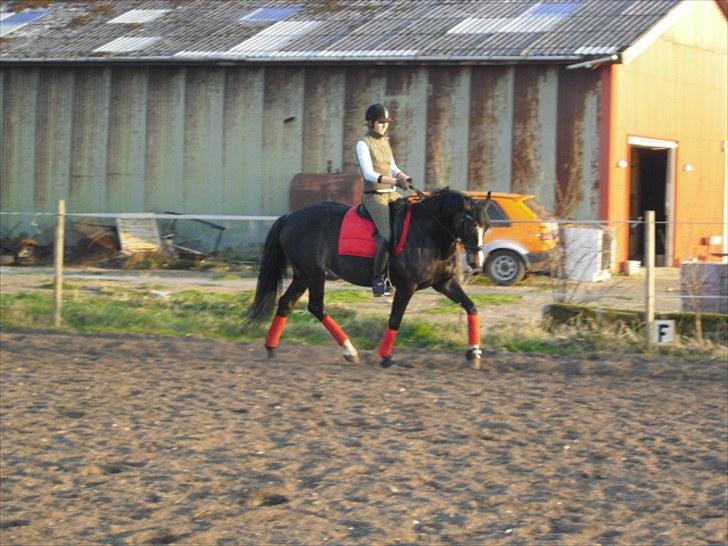 Dansk Varmblod Chi-Chi - cille  i trav billede 13