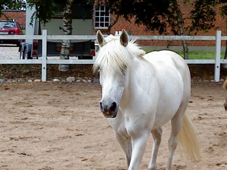 Anden særlig race Mister Elvis *solgt* billede 6